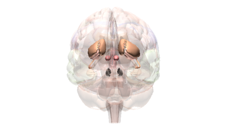 Brain Basal Ganglia​