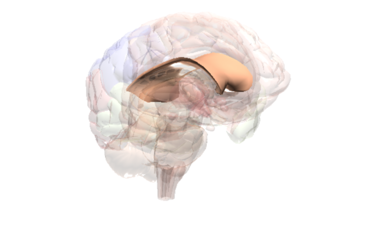 Brain Corpus Callosum