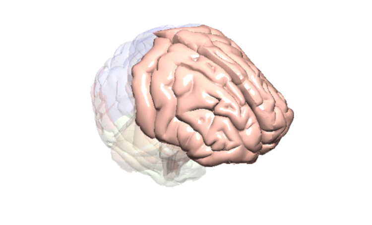 Brain Frontal Lobe