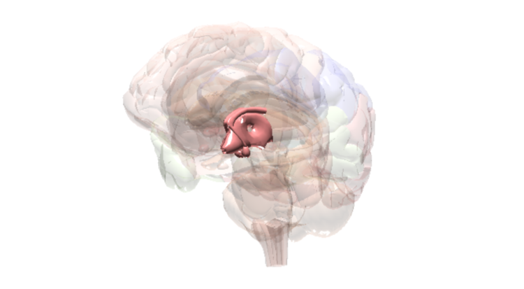 Brain Hypothalamus​