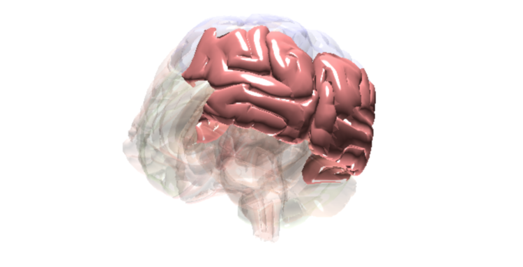 Brain Occipital Lobe​