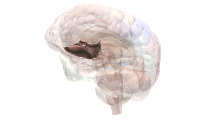 Brain Orbitofrontal Cortex​