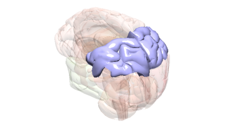 Brain Parietal Lobe​