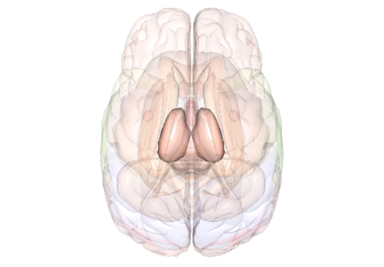 Brain Thalamus ​