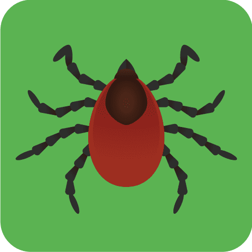 Tick image