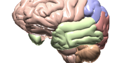 Screenshot of Brain360 Activity