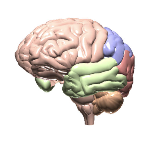 Brain with lobes highlighted